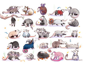opossum watercolor painting